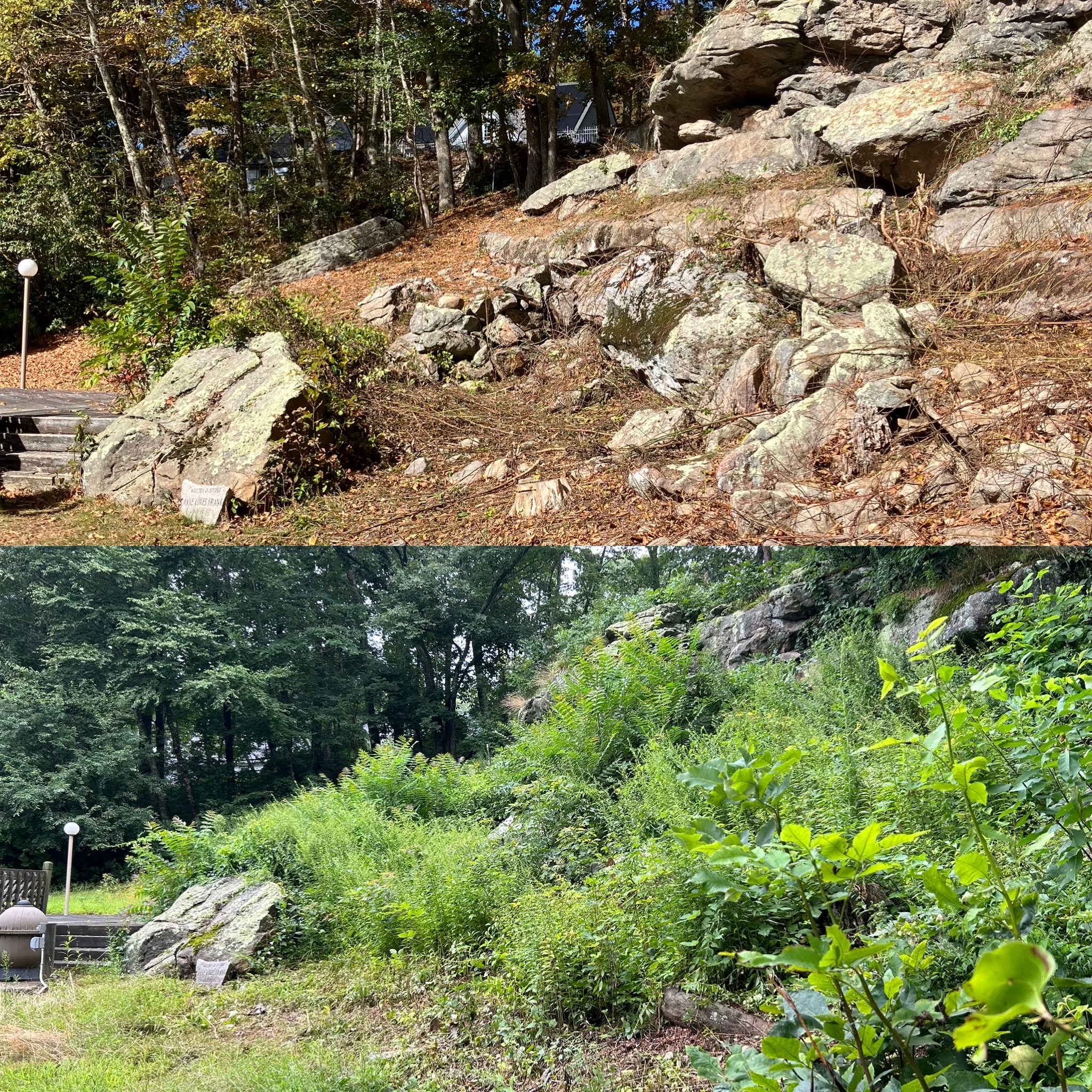 Goats clearing brush - before and after