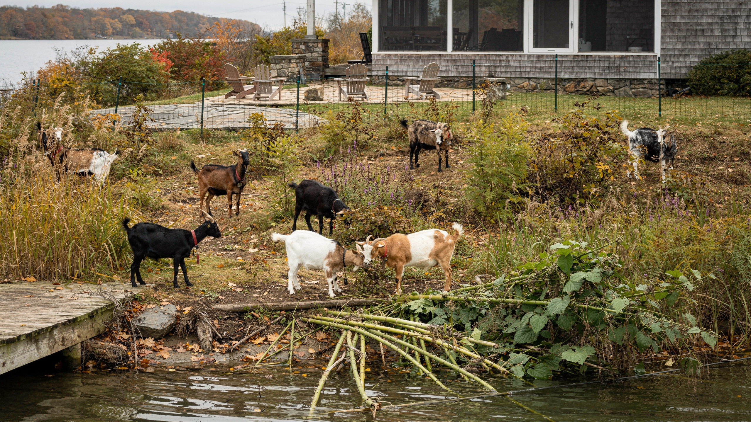Goats grazing on a Hudson Valley hillside