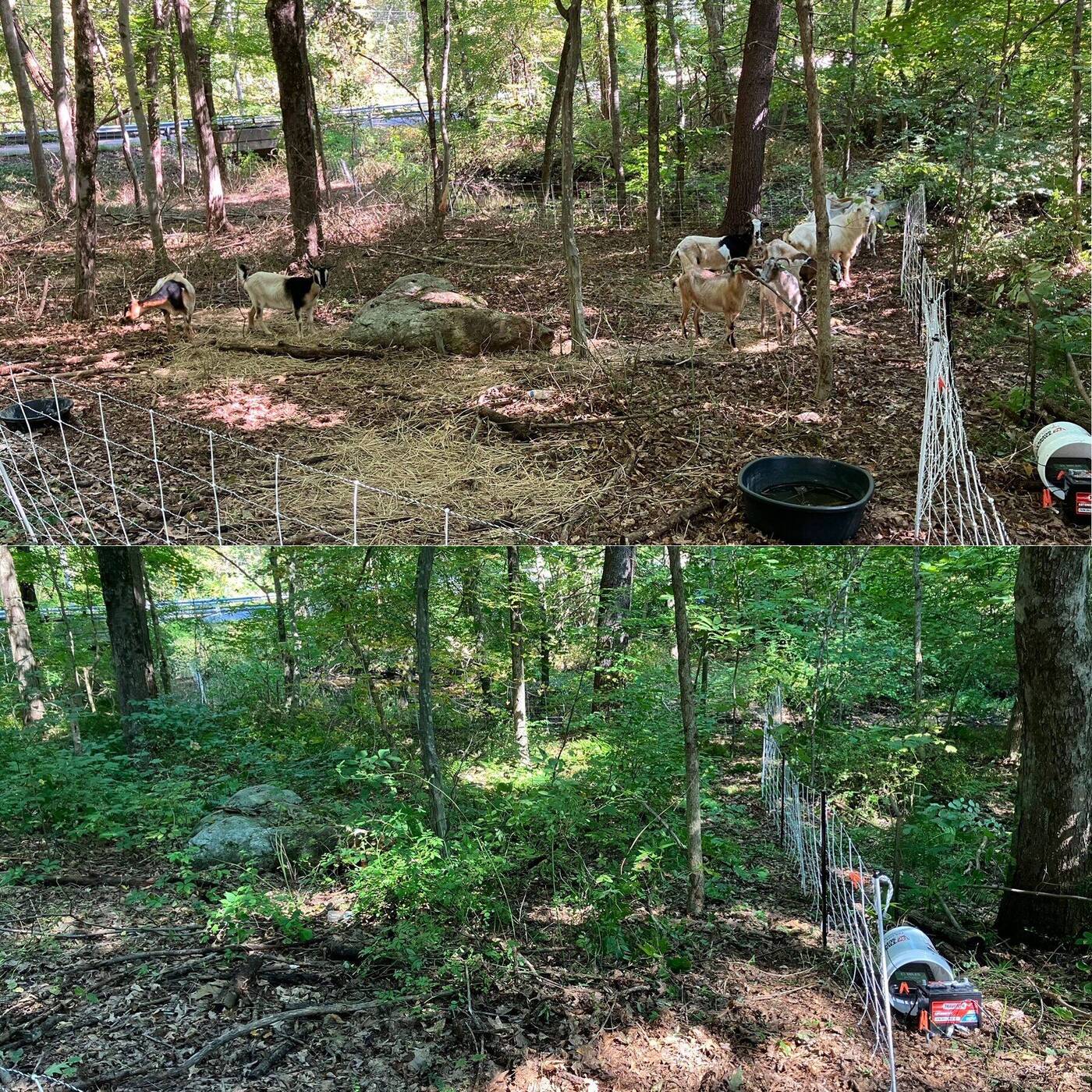 A wooded lot choked with understory brush before grazing: Hudson Valley, NY
